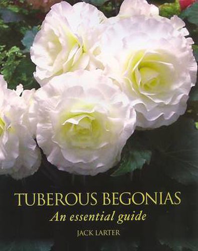 Cover image for Tuberous Begonias: An Essential Guide