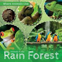 Cover image for Animals in the Rain Forest