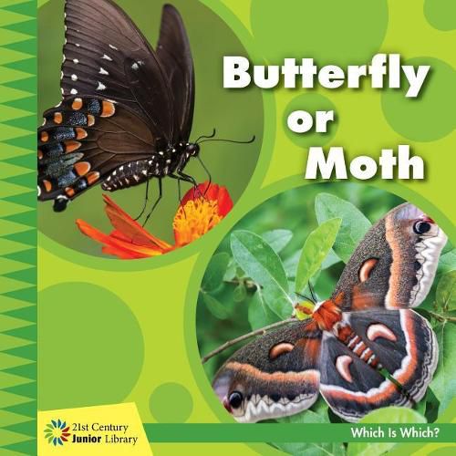 Cover image for Butterfly or Moth