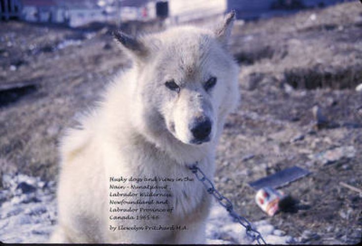 Husky Dogs and Views in the Nain - Nunatsiavut, Labrador Wilderness, Newfoundland and Labrador Province of Canada 1965-66: Cover Photograph: Husky Dog