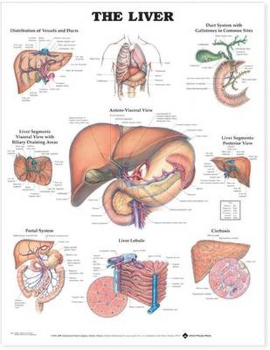 Cover image for The Liver Anatomical Chart