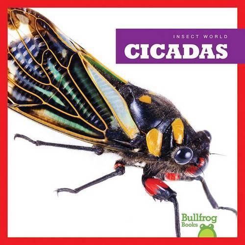 Cover image for Cicadas