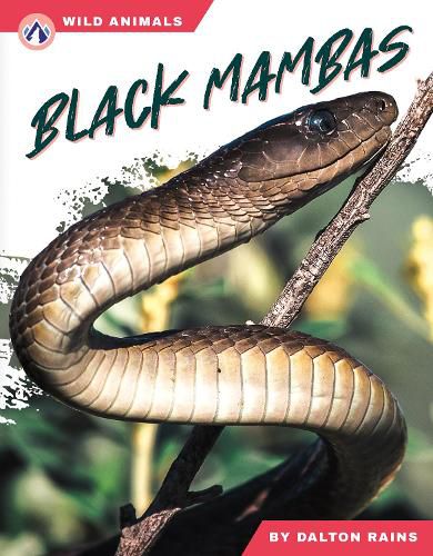 Cover image for Black Mambas