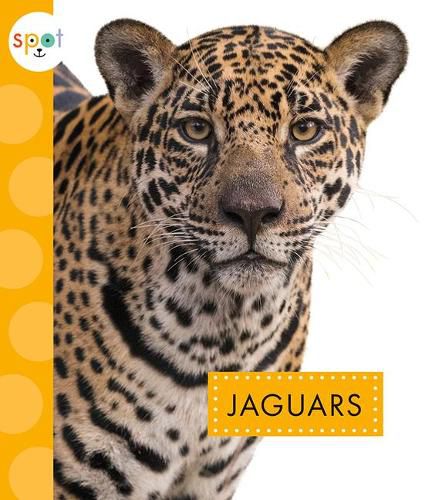 Cover image for Jaguars