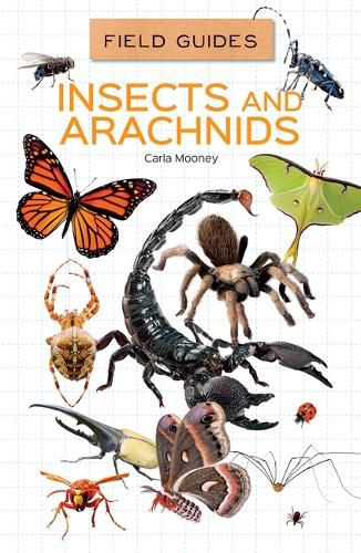 Cover image for Insects and Arachnids