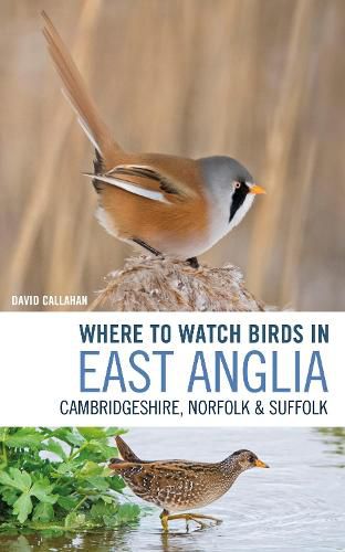 Cover image for Where to Watch Birds in East Anglia