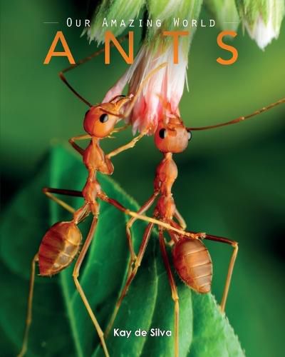 Cover image for Ants: Amazing Pictures & Fun Facts on Animals in Nature