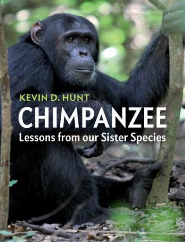 Cover image for Chimpanzee: Lessons from our Sister Species