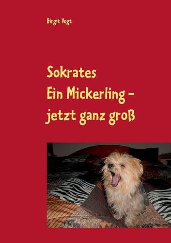 Sokrates Ein Mickerling - jetzt ganz gross