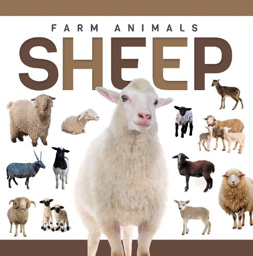 Cover image for Sheep