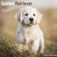 Cover image for Golden Retriever Puppies Calendar 2025 Square Dog Puppy Breed Wall Calendar - 16 Month