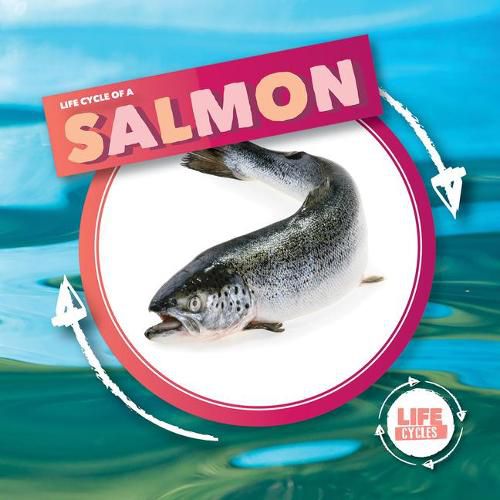 Cover image for Life Cycle of Salmon