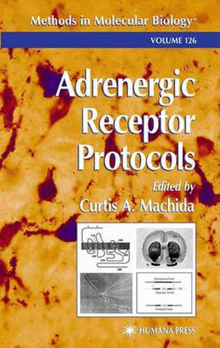 Cover image for Adrenergic Receptor Protocols