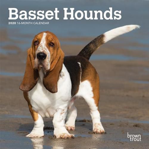 Basset Hounds 2020 Mini Wall Calendar