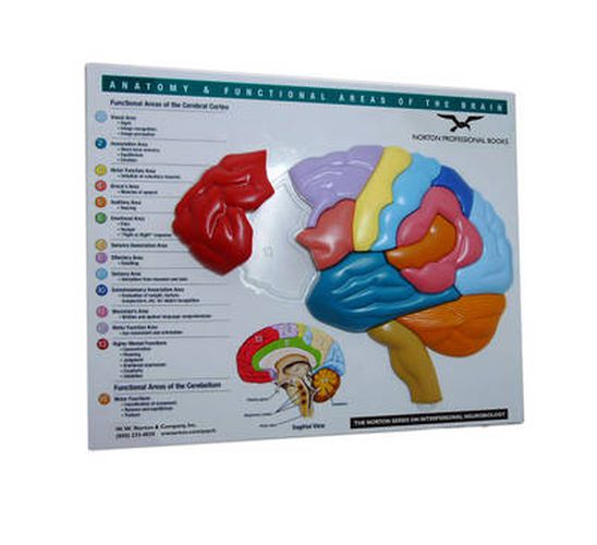 Cover image for Brain Model & Puzzle - Anatomy and Functional Areas of the Brain