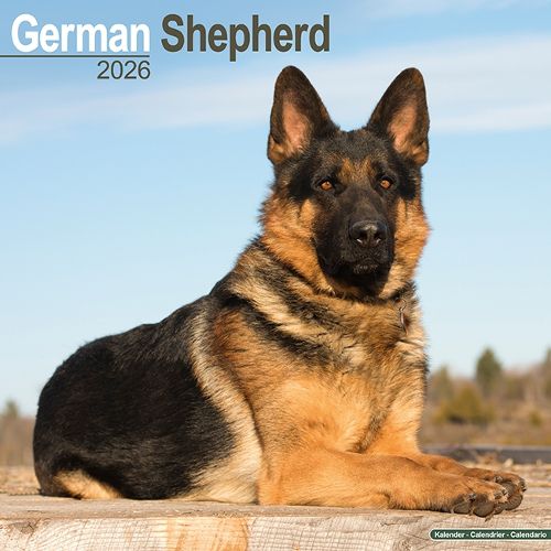 Cover image for German Shepherd Calendar 2026 Square Dog Breed Wall Calendar - 16 Month