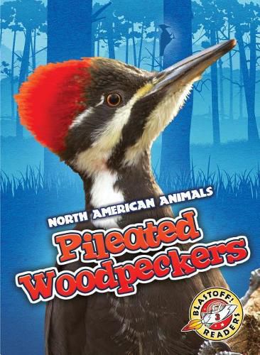 Pileated Woodpeckers