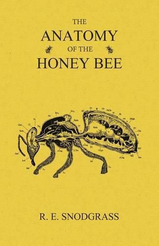 Cover image for The Anatomy of the Honey Bee