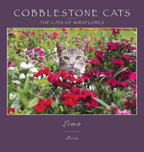 Cover image for Cobblestone Cats - Lima: The Cats of Miraflores