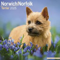 Cover image for Norwich/Norfolk Terrier Calendar 2025 Square Dog Breed Wall Calendar - 16 Month