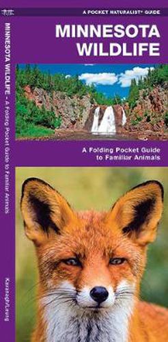 Cover image for Minnesota Wildlife: A Folding Pocket Guide to Familiar Species