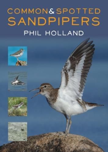 Cover image for Common and Spotted Sandpipers