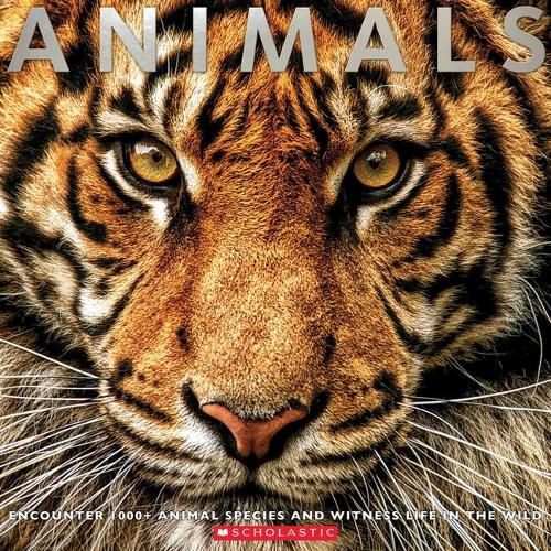 Cover image for Animals