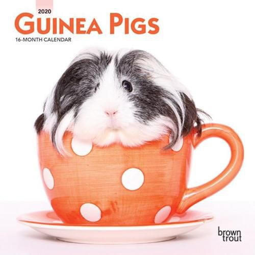 Guinea Pigs 2020 Mini Wall Calendar