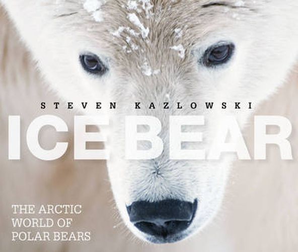 Cover image for Ice Bear: The Arctic World of Polar Bears