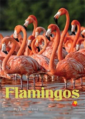 Cover image for Flamingos