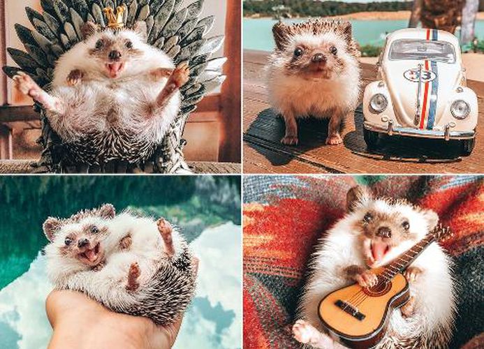 Cover image for Herbee the Hedgehog Jigsaw