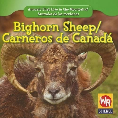 Bighorn Sheep / Carnero de Canada