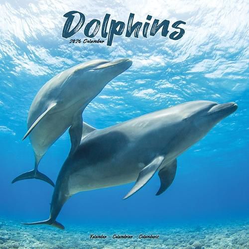 Cover image for Dolphins Calendar 2026 Square Animal Wall Calendar - 16 Month
