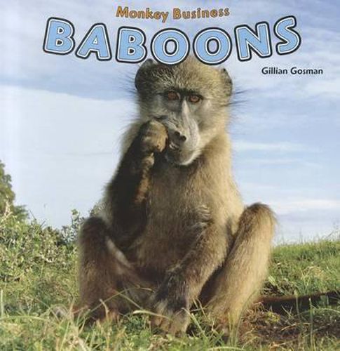 Baboons