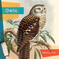 Cover image for Owls