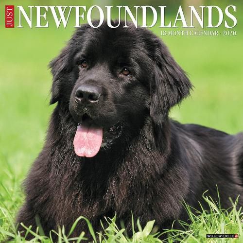 Cover image for Just Newfoundlands 2020 Wall Calendar