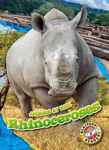 Cover image for Rhinoceroses