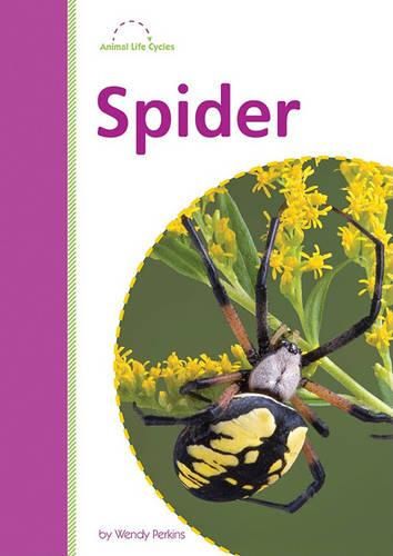 Cover image for Spider