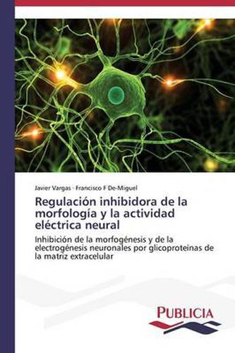 Regulacion inhibidora de la morfologia y la actividad electrica neural