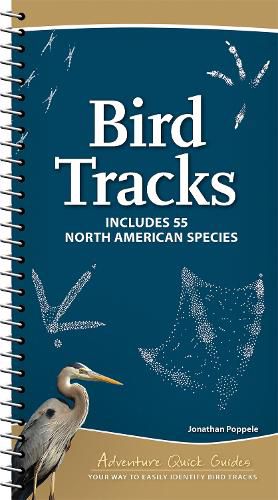 Cover image for Bird Tracks