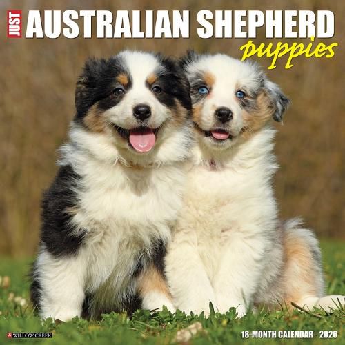 Cover image for Australian Shepherd Puppies 2026 12 X 12 Wall Calendar