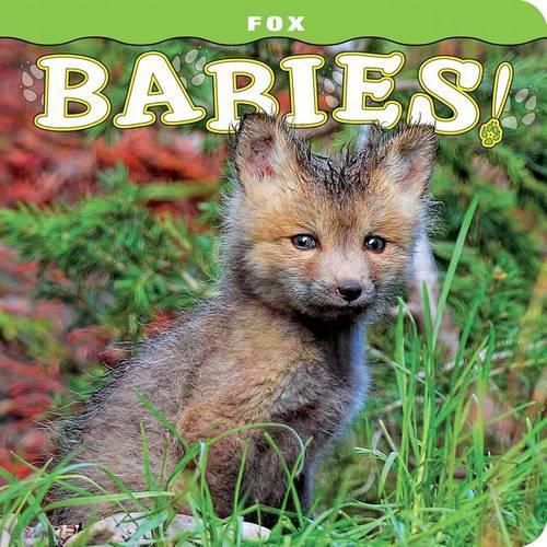 Fox Babies!