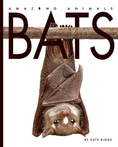 Amazing Animals: Bats