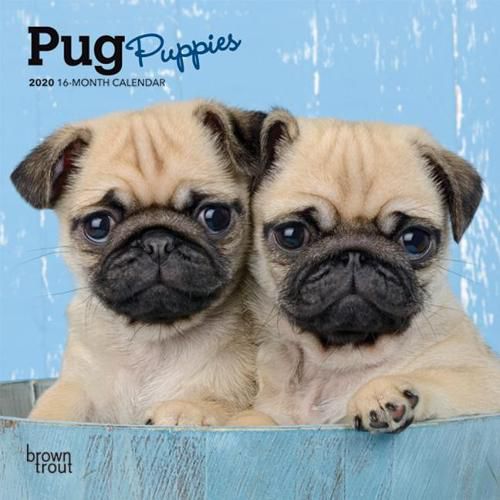 Pug Puppies 2020 Mini Wall Calendar