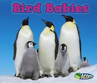 Cover image for Bird Babies (Animal Babies)