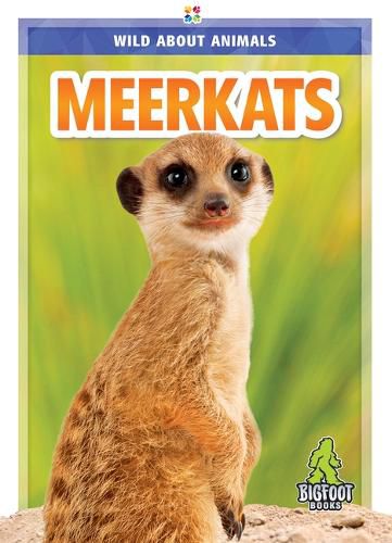 Meerkats