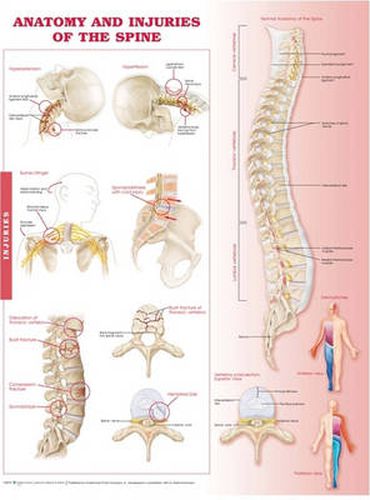 Cover image for Anatomy and Injuries of the Spine: Anatomical Chart