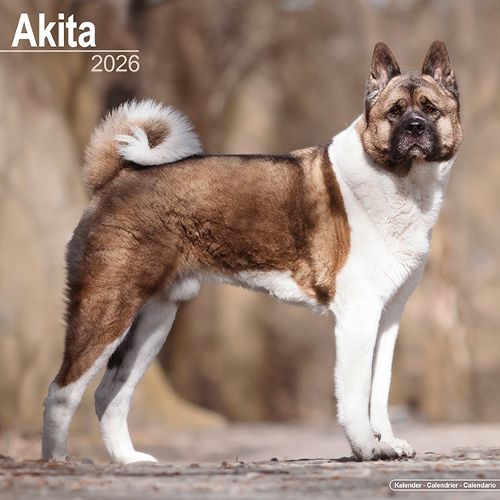 Cover image for Akita Calendar 2026 Square Dog Breed Wall Calendar - 16 Month