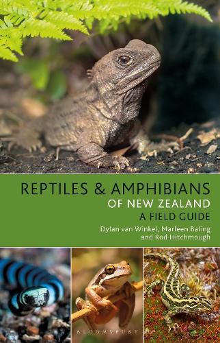 Cover image for Reptiles and Amphibians of New Zealand