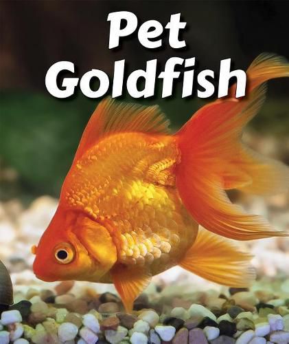 Cover image for Pet Goldfish